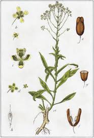 Image result for Isatis tinctoria