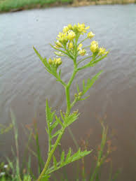 Attēlu rezultāti vaicājumam “Rorippa palustris flower”