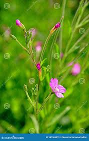 Attēlu rezultāti vaicājumam “Epilobium hirsutum”