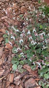 Attēlu rezultāti vaicājumam “Saxifraga cymbalaria fruit”