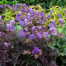 Image result for Geranium `Purple Haze`