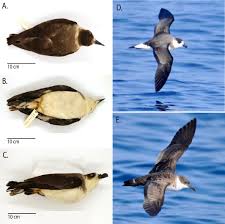 Image result for Pterodroma hasitata