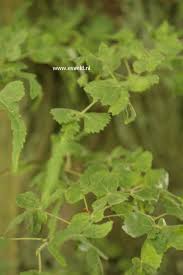Attēlu rezultāti vaicājumam “Tilia platyphyllos Laciniata”