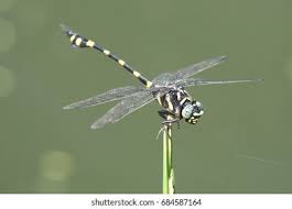 Attēlu rezultāti vaicājumam “Gomphidae”