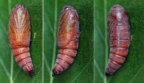 Attēlu rezultāti vaicājumam “Enargia paleacea”