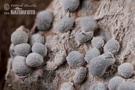 Attēlu rezultāti vaicājumam “Diderma spumarioides plasmodium”