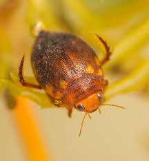 Attēlu rezultāti vaicājumam “Acilius sulcatus”