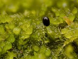 Attēlu rezultāti vaicājumam “Lophozia incisa”