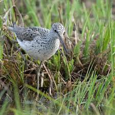 Attēlu rezultāti vaicājumam “Tringa nebularia adult”