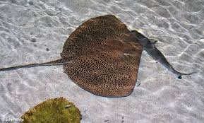 Image result for Himantura uarnak