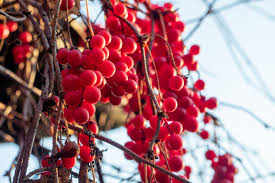 Attēlu rezultāti vaicājumam “Schisandra chinensis”