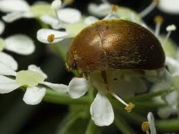 Attēlu rezultāti vaicājumam “Cychramus luteus”