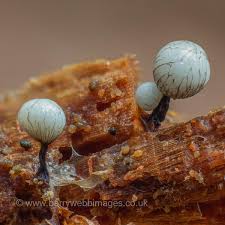 Attēlu rezultāti vaicājumam “Physarum bivalve”