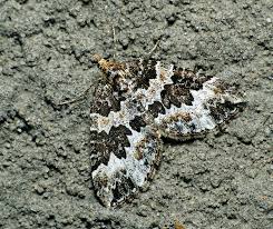 Attēlu rezultāti vaicājumam “Electrophaes corylata”