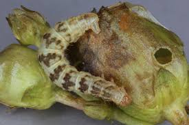 Attēlu rezultāti vaicājumam “Eupithecia linariata”