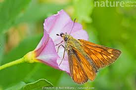 Attēlu rezultāti vaicājumam “Ochlodes sylvanus”