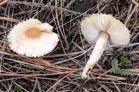 Attēlu rezultāti vaicājumam “Cribraria violacea spores”