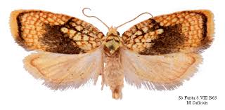 Attēlu rezultāti vaicājumam “Acleris forsskaleana”