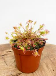 Attēlu rezultāti vaicājumam “Drosera rotundifolia flower”