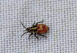 Attēlu rezultāti vaicājumam “Rhabdomiris striatellus”