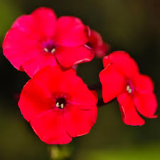 Image result for Phlox drummondii