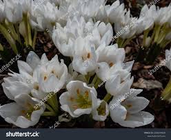 Attēlu rezultāti vaicājumam “Colchicum szovitsii subsp. szovitsii”