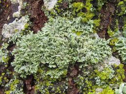 Attēlu rezultāti vaicājumam “Physcia adscendens”