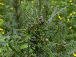 Attēlu rezultāti vaicājumam “Cirsium palustre fruit”