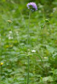Image result for Knautia dipsacifolia