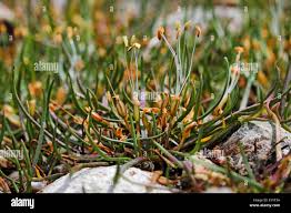 Attēlu rezultāti vaicājumam “Plantago uniflora leaf”
