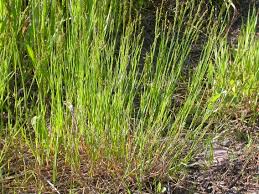 Attēlu rezultāti vaicājumam “Poa compressa”