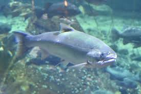 Image result for Oncorhynchus