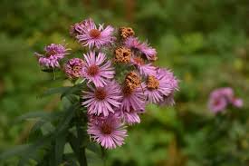 Attēlu rezultāti vaicājumam “Carlina biebersteinii bud”