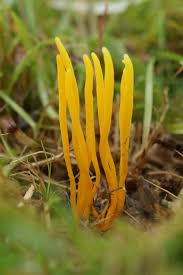 Attēlu rezultāti vaicājumam “Clavulinopsis cinerioides”