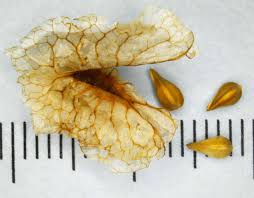 Attēlu rezultāti vaicājumam “Rumex crispus fruit”