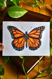Image result for monarch butterfly
