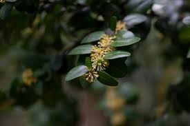 Attēlu rezultāti vaicājumam “Buxus sempervirens flower”