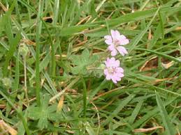 Attēlu rezultāti vaicājumam “Geranium molle”