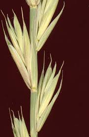 Attēlu rezultāti vaicājumam “Elytrigia repens subsp. arenosa”