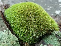 Attēlu rezultāti vaicājumam “Seligeria donniana”