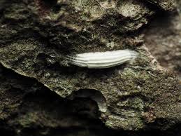 Attēlu rezultāti vaicājumam “Bucculatrix rhamniella”