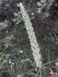 Attēlu rezultāti vaicājumam “Phleum phleoides fruit”
