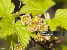 Attēlu rezultāti vaicājumam “Ribes rubrum flower”