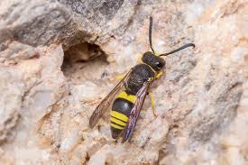 Attēlu rezultāti vaicājumam “Ancistrocerus sp. male”