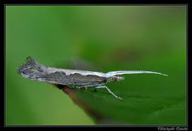 Attēlu rezultāti vaicājumam “Plutellidae”