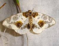 Attēlu rezultāti vaicājumam “Abraxas sylvata”