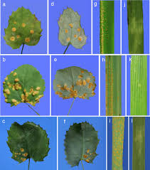 Attēlu rezultāti vaicājumam “Puccinia agrostidis”
