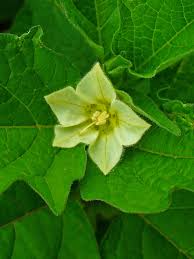 Attēlu rezultāti vaicājumam “Physalis alkekengi flower”