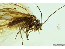 Attēlu rezultāti vaicājumam “Psocoptera”