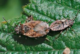 Attēlu rezultāti vaicājumam “Nithecus jacobaeae”